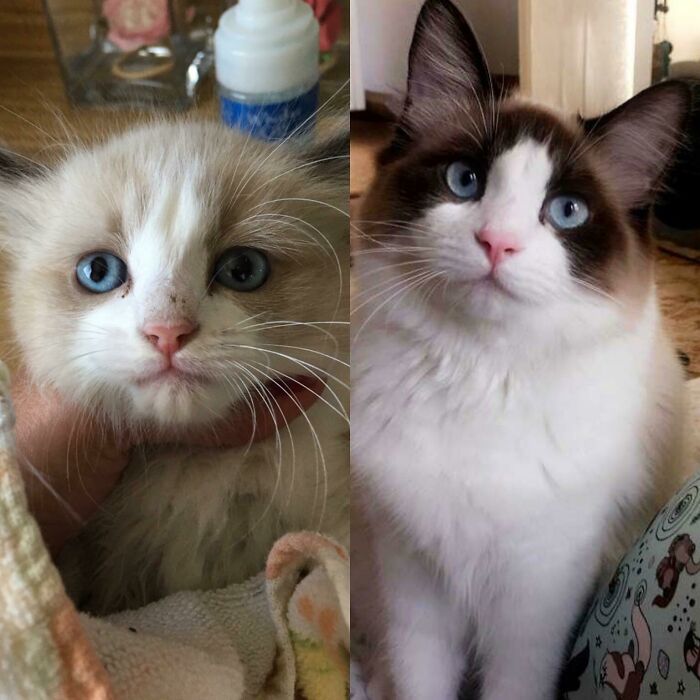 127 Before And After Photos Of Rescued Pets That Might Immediately Send You To The Shelter