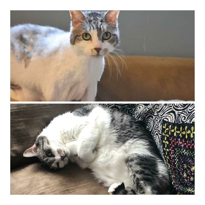 127 Before And After Photos Of Rescued Pets That Might Immediately Send You To The Shelter
