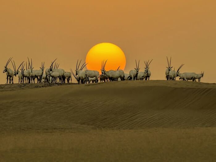 32 Remarkable Photographs By Tittu Shaji Thomas That Capture Life Across Cultures And Landscapes 32 Remarkable Photographs By Tittu Shaji Thomas That Capture Life Across Cultures And Landscapes