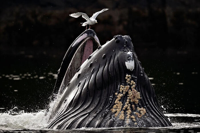 A Stunning Look At The World Through The Eyes Of The 2026 European Photography Awards Winners (23 Pics) A Stunning Look At The World Through The Eyes Of The 2026 European Photography Awards Winners (23 Pics)