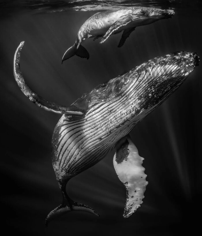 A Stunning Look At The World Through The Eyes Of The 2026 European Photography Awards Winners (23 Pics) A Stunning Look At The World Through The Eyes Of The 2026 European Photography Awards Winners (23 Pics)