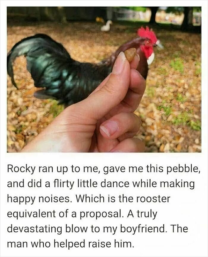 97 Animal Memes To Make Your Day Way Brighter And Better 97 Animal Memes To Make Your Day Way Brighter And Better