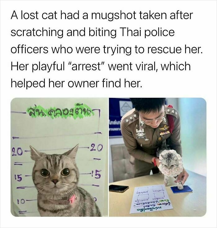 97 Animal Memes To Make Your Day Way Brighter And Better 97 Animal Memes To Make Your Day Way Brighter And Better