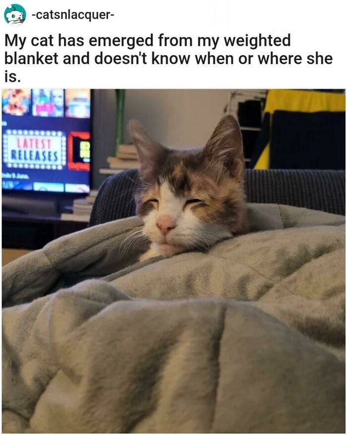 97 Animal Memes To Make Your Day Way Brighter And Better 97 Animal Memes To Make Your Day Way Brighter And Better