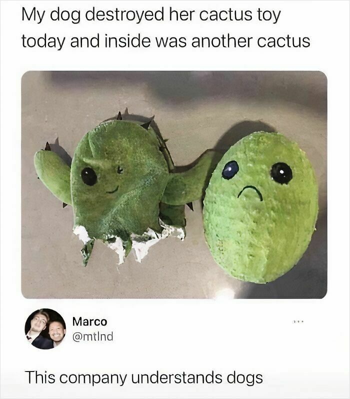 97 Animal Memes To Make Your Day Way Brighter And Better 97 Animal Memes To Make Your Day Way Brighter And Better