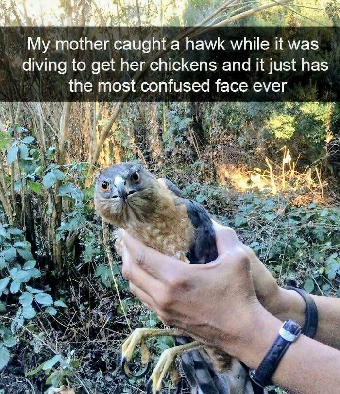 97 Animal Memes To Make Your Day Way Brighter And Better 97 Animal Memes To Make Your Day Way Brighter And Better