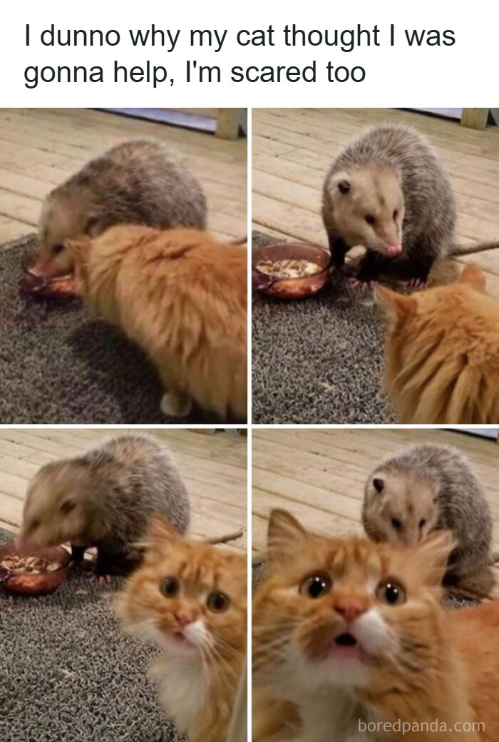 97 Animal Memes To Make Your Day Way Brighter And Better 97 Animal Memes To Make Your Day Way Brighter And Better