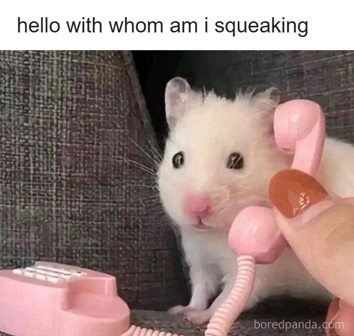 97 Animal Memes To Make Your Day Way Brighter And Better 97 Animal Memes To Make Your Day Way Brighter And Better