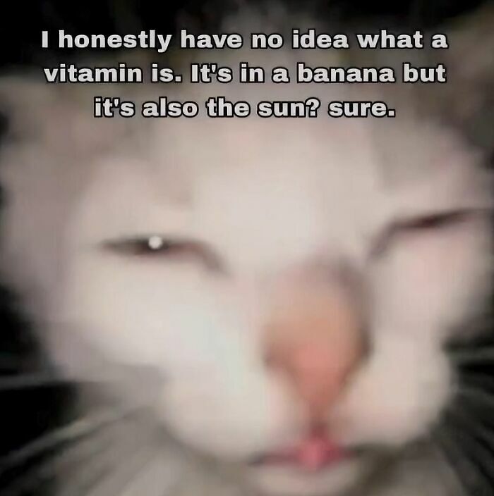 97 Animal Memes To Make Your Day Way Brighter And Better 97 Animal Memes To Make Your Day Way Brighter And Better