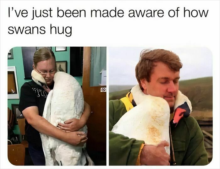 97 Animal Memes To Make Your Day Way Brighter And Better 97 Animal Memes To Make Your Day Way Brighter And Better
