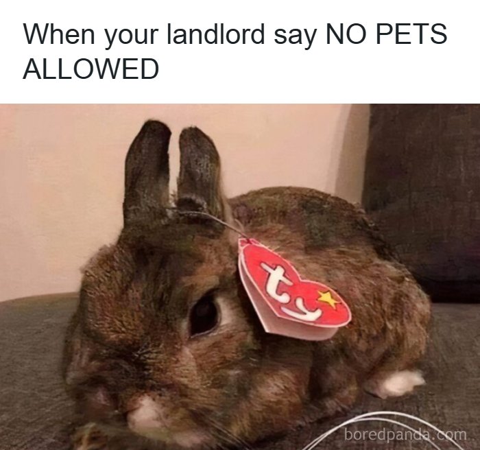 97 Animal Memes To Make Your Day Way Brighter And Better 97 Animal Memes To Make Your Day Way Brighter And Better