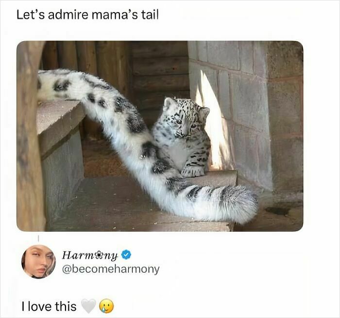 97 Animal Memes To Make Your Day Way Brighter And Better 97 Animal Memes To Make Your Day Way Brighter And Better