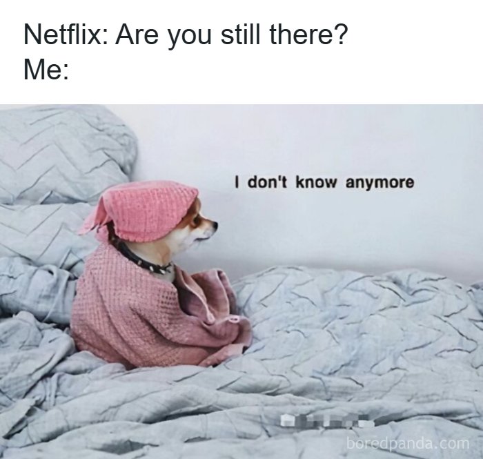 97 Animal Memes To Make Your Day Way Brighter And Better 97 Animal Memes To Make Your Day Way Brighter And Better