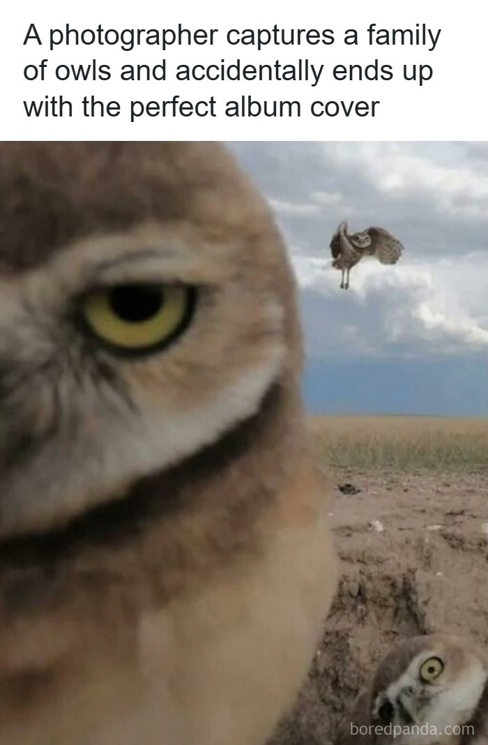 97 Animal Memes To Make Your Day Way Brighter And Better 97 Animal Memes To Make Your Day Way Brighter And Better