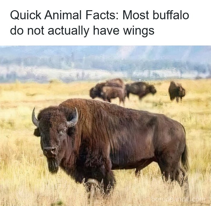 97 Animal Memes To Make Your Day Way Brighter And Better 97 Animal Memes To Make Your Day Way Brighter And Better