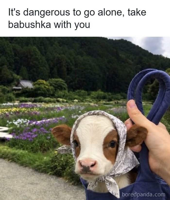 97 Animal Memes To Make Your Day Way Brighter And Better 97 Animal Memes To Make Your Day Way Brighter And Better