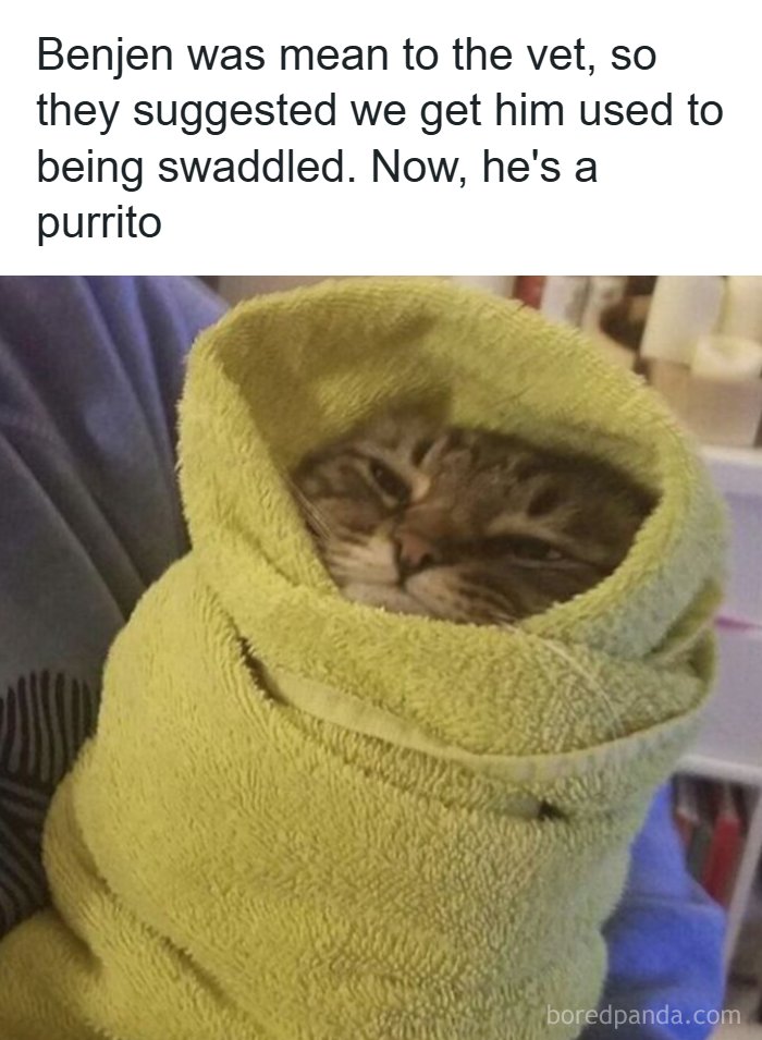 97 Animal Memes To Make Your Day Way Brighter And Better 97 Animal Memes To Make Your Day Way Brighter And Better
