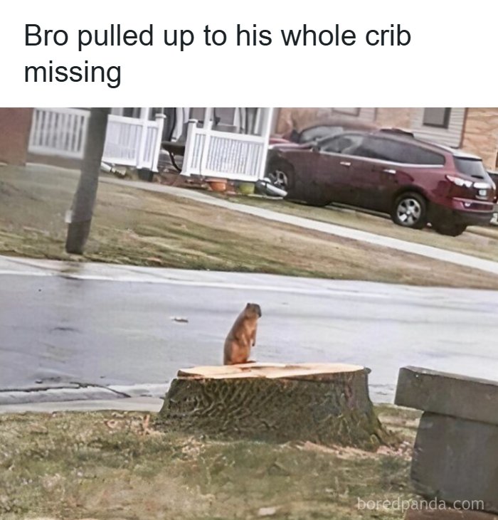 97 Animal Memes To Make Your Day Way Brighter And Better 97 Animal Memes To Make Your Day Way Brighter And Better
