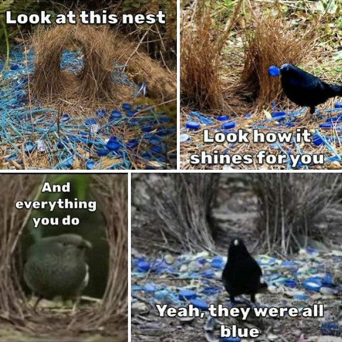97 Animal Memes To Make Your Day Way Brighter And Better 97 Animal Memes To Make Your Day Way Brighter And Better