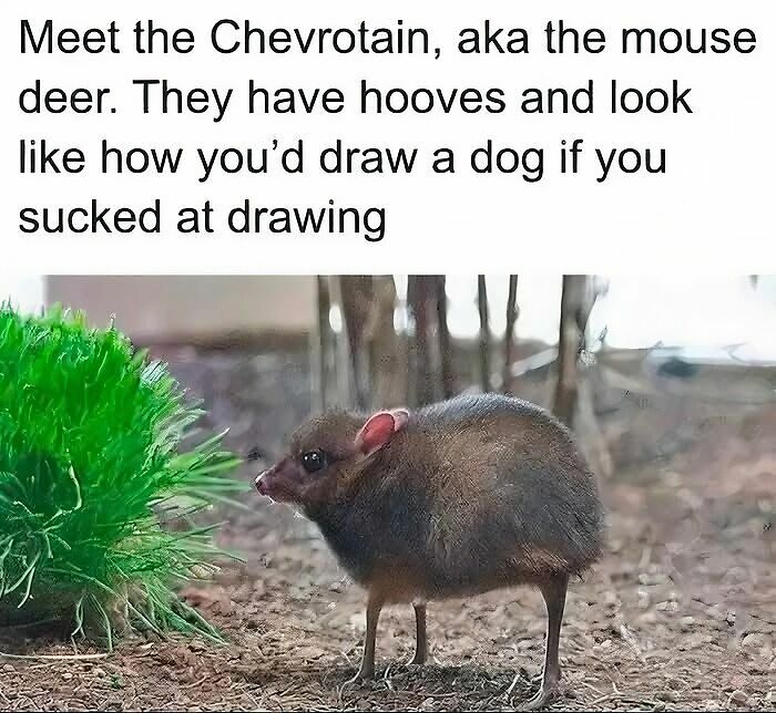97 Animal Memes To Make Your Day Way Brighter And Better 97 Animal Memes To Make Your Day Way Brighter And Better