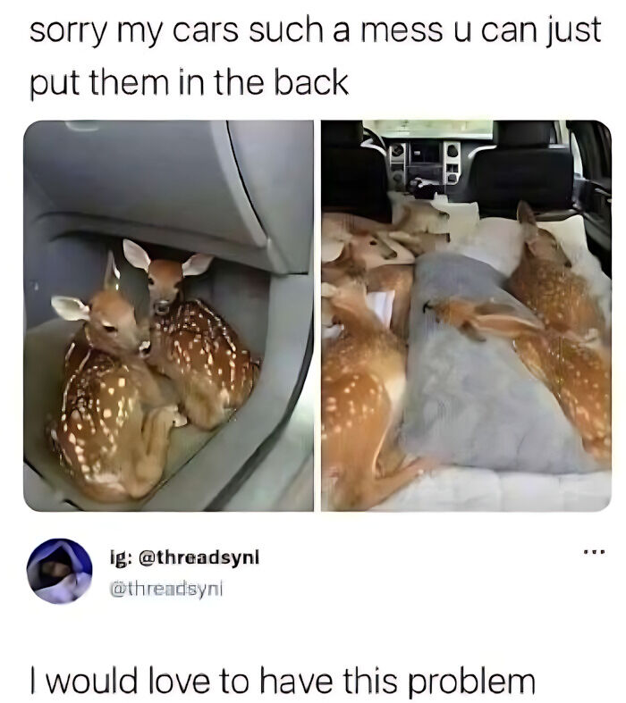 97 Animal Memes To Make Your Day Way Brighter And Better 97 Animal Memes To Make Your Day Way Brighter And Better