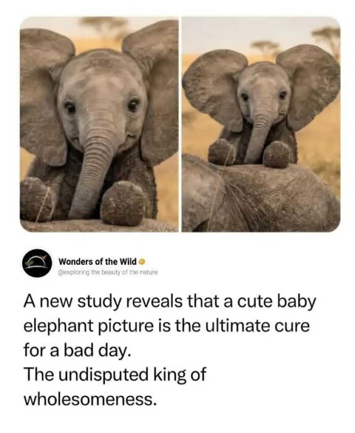 97 Animal Memes To Make Your Day Way Brighter And Better 97 Animal Memes To Make Your Day Way Brighter And Better