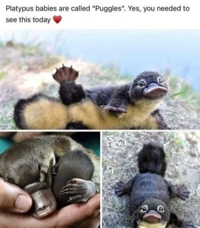 97 Animal Memes To Make Your Day Way Brighter And Better 97 Animal Memes To Make Your Day Way Brighter And Better