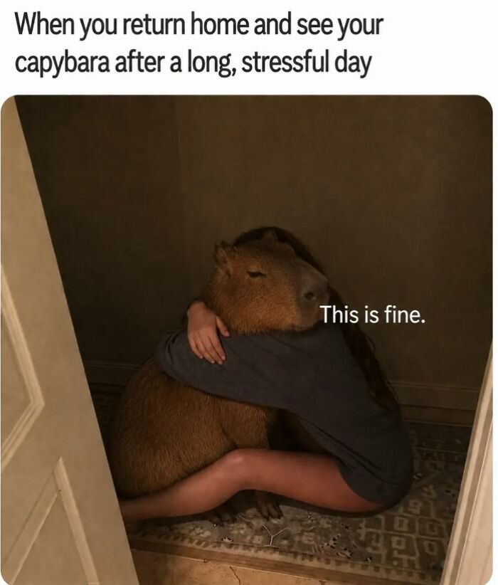 97 Animal Memes To Make Your Day Way Brighter And Better 97 Animal Memes To Make Your Day Way Brighter And Better