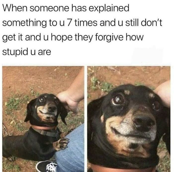 97 Animal Memes To Make Your Day Way Brighter And Better 97 Animal Memes To Make Your Day Way Brighter And Better