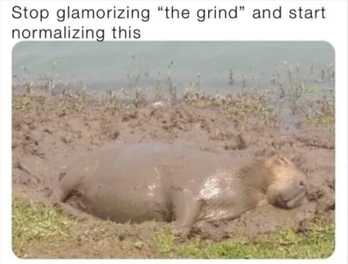 97 Animal Memes To Make Your Day Way Brighter And Better 97 Animal Memes To Make Your Day Way Brighter And Better