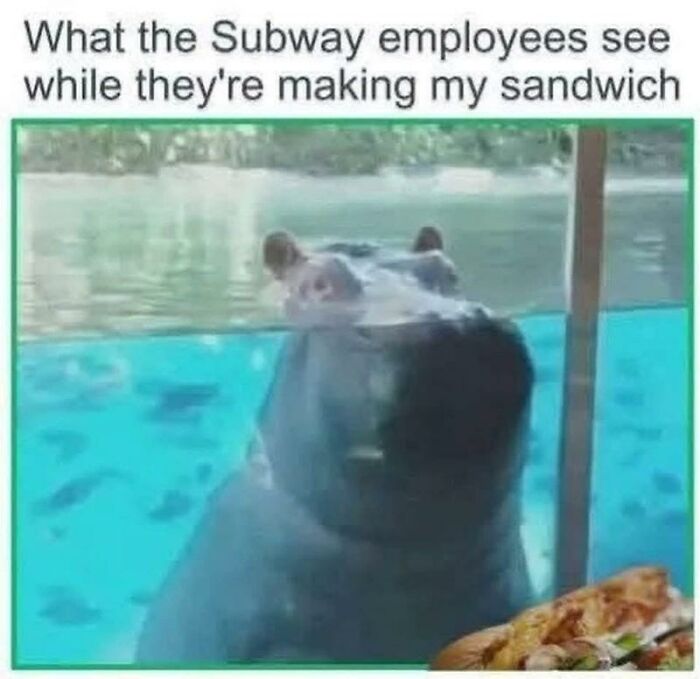 97 Animal Memes To Make Your Day Way Brighter And Better 97 Animal Memes To Make Your Day Way Brighter And Better