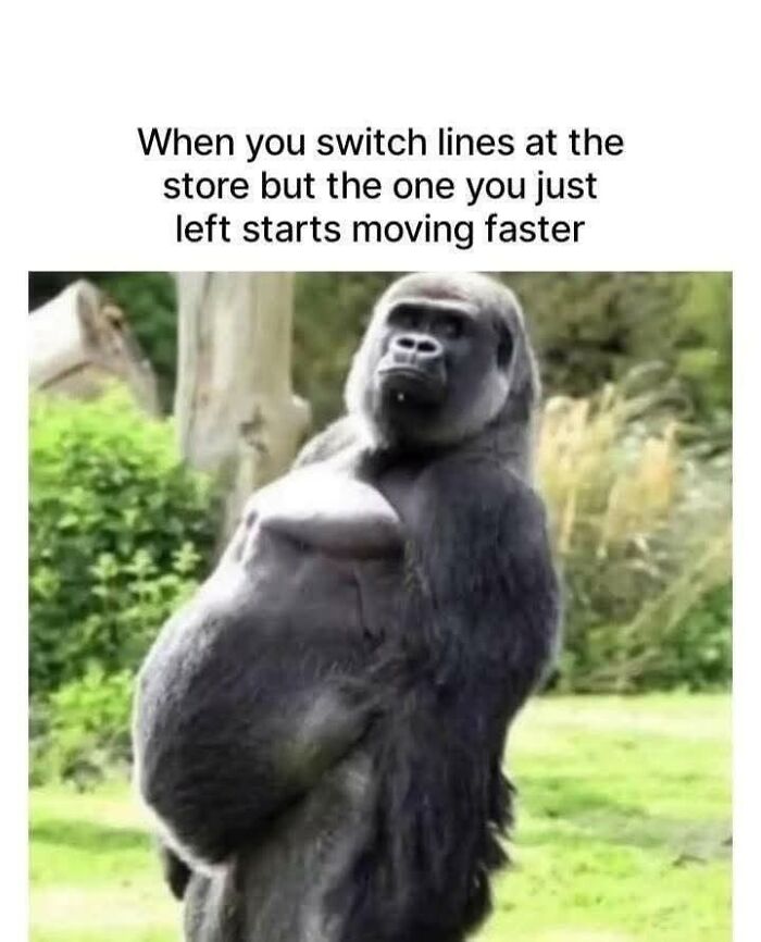 97 Animal Memes To Make Your Day Way Brighter And Better 97 Animal Memes To Make Your Day Way Brighter And Better