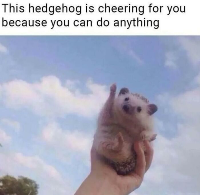 97 Animal Memes To Make Your Day Way Brighter And Better 97 Animal Memes To Make Your Day Way Brighter And Better