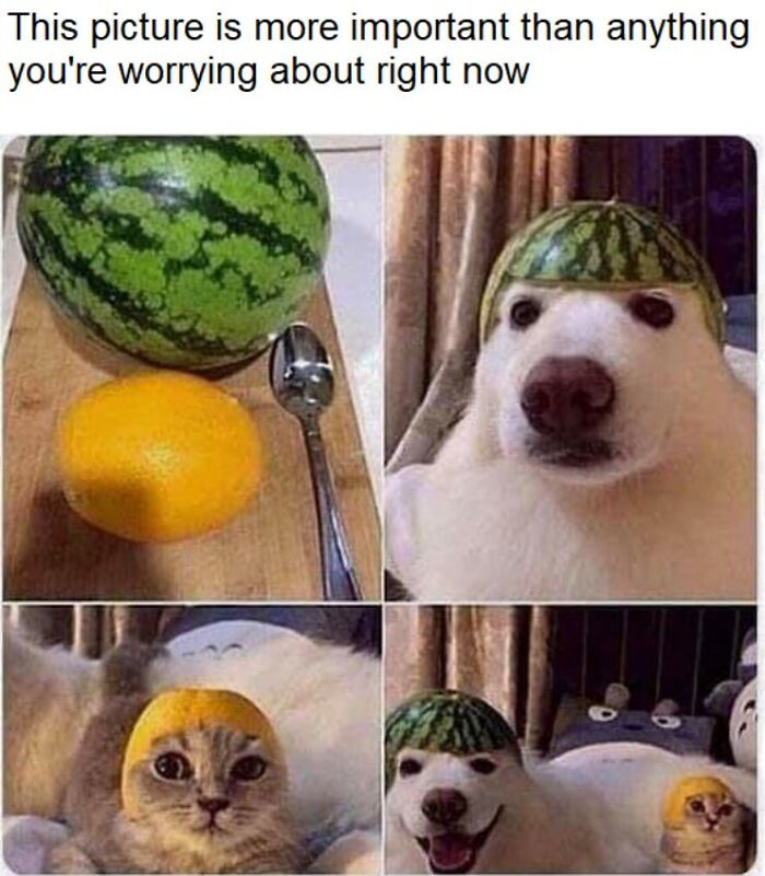 97 Animal Memes To Make Your Day Way Brighter And Better 97 Animal Memes To Make Your Day Way Brighter And Better