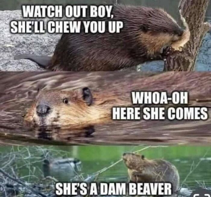 97 Animal Memes To Make Your Day Way Brighter And Better 97 Animal Memes To Make Your Day Way Brighter And Better