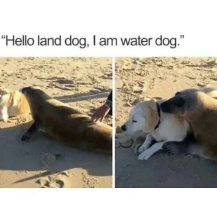 97 Animal Memes To Make Your Day Way Brighter And Better 97 Animal Memes To Make Your Day Way Brighter And Better