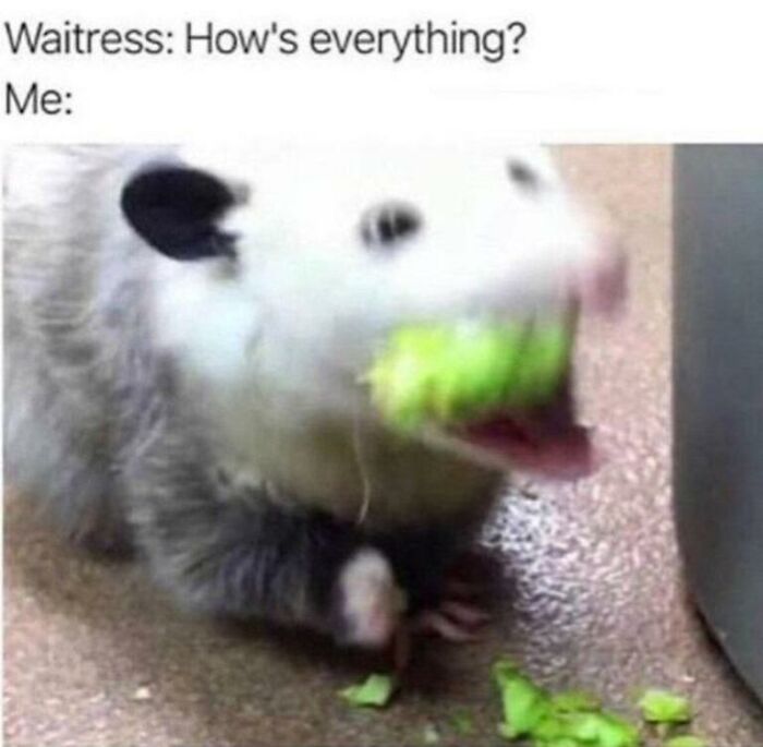 97 Animal Memes To Make Your Day Way Brighter And Better 97 Animal Memes To Make Your Day Way Brighter And Better
