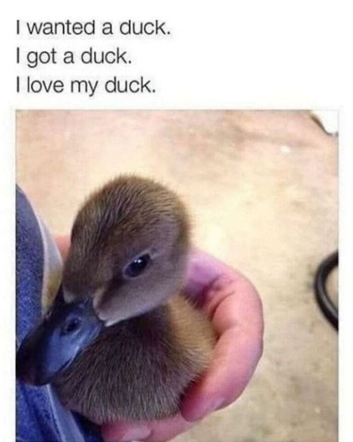 97 Animal Memes To Make Your Day Way Brighter And Better 97 Animal Memes To Make Your Day Way Brighter And Better