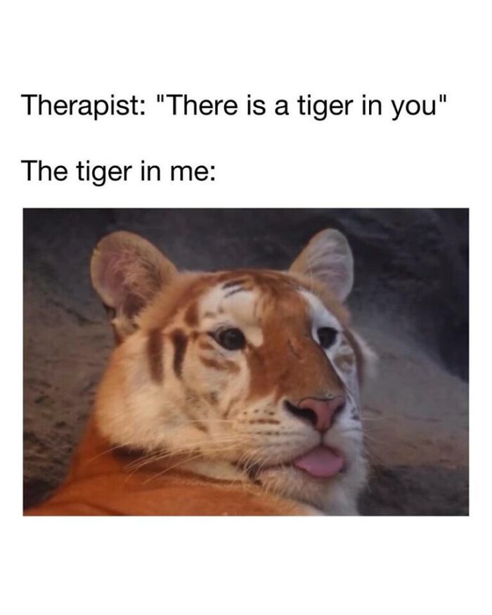 97 Animal Memes To Make Your Day Way Brighter And Better 97 Animal Memes To Make Your Day Way Brighter And Better