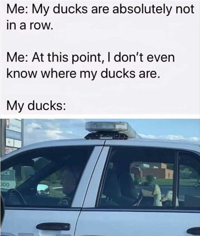 97 Animal Memes To Make Your Day Way Brighter And Better 97 Animal Memes To Make Your Day Way Brighter And Better