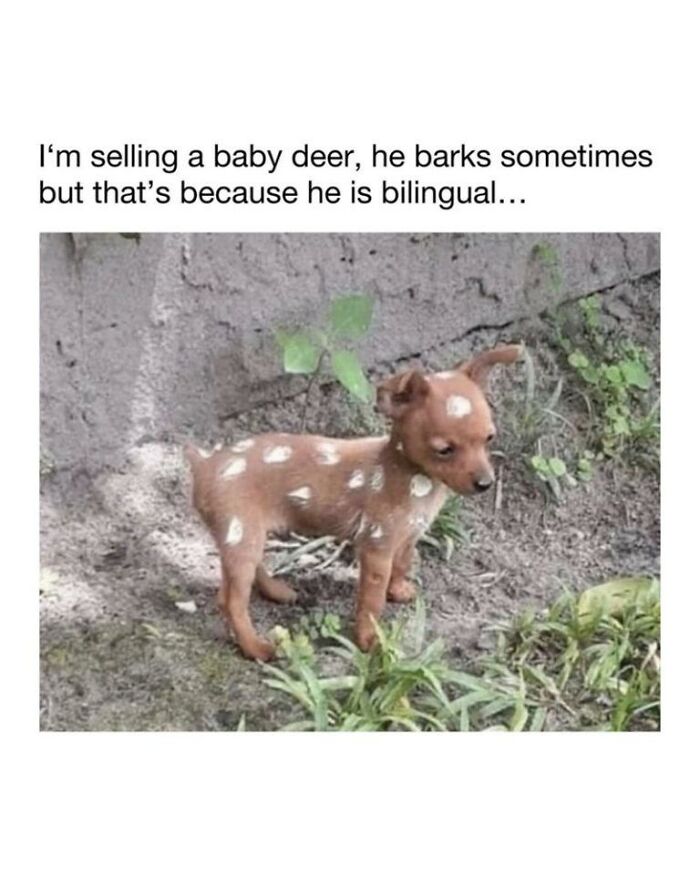 97 Animal Memes To Make Your Day Way Brighter And Better 97 Animal Memes To Make Your Day Way Brighter And Better