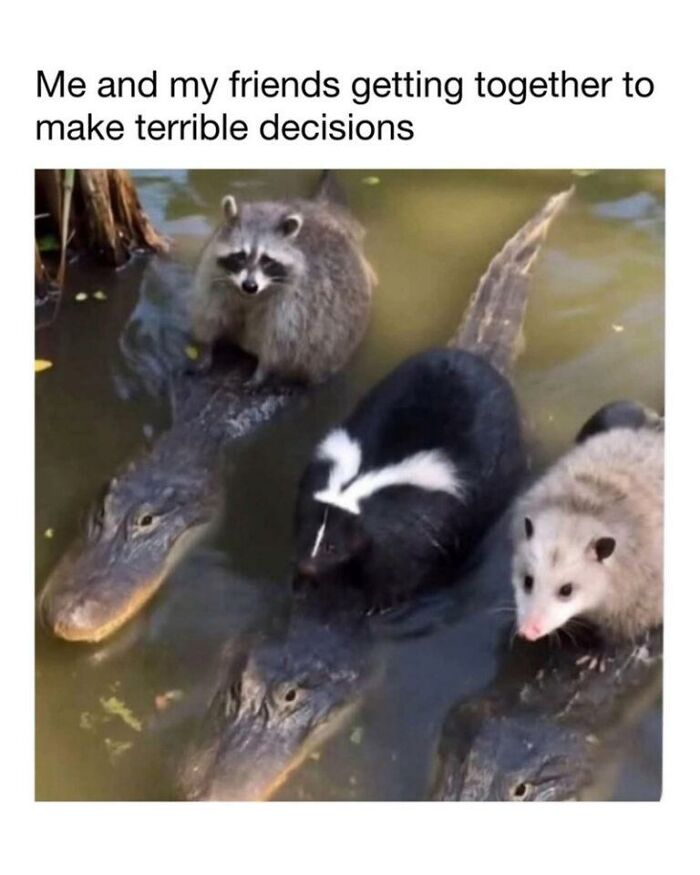 97 Animal Memes To Make Your Day Way Brighter And Better 97 Animal Memes To Make Your Day Way Brighter And Better