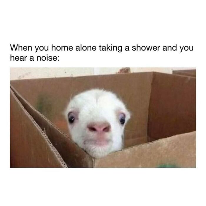 97 Animal Memes To Make Your Day Way Brighter And Better 97 Animal Memes To Make Your Day Way Brighter And Better