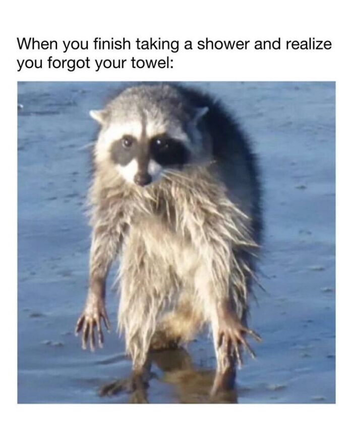 97 Animal Memes To Make Your Day Way Brighter And Better 97 Animal Memes To Make Your Day Way Brighter And Better