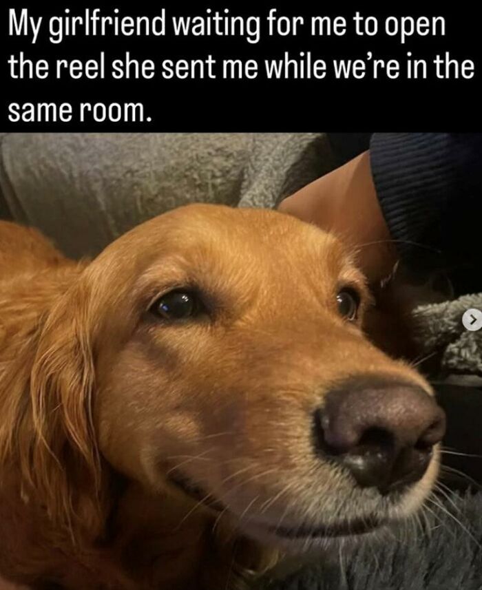 97 Animal Memes To Make Your Day Way Brighter And Better 97 Animal Memes To Make Your Day Way Brighter And Better