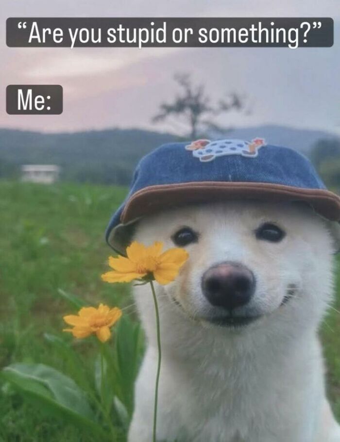 97 Animal Memes To Make Your Day Way Brighter And Better 97 Animal Memes To Make Your Day Way Brighter And Better