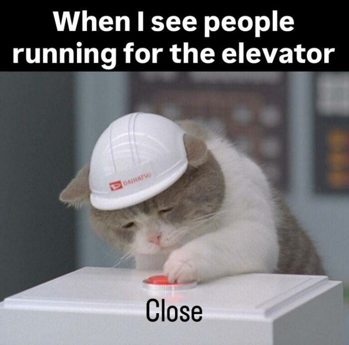 97 Animal Memes To Make Your Day Way Brighter And Better 97 Animal Memes To Make Your Day Way Brighter And Better