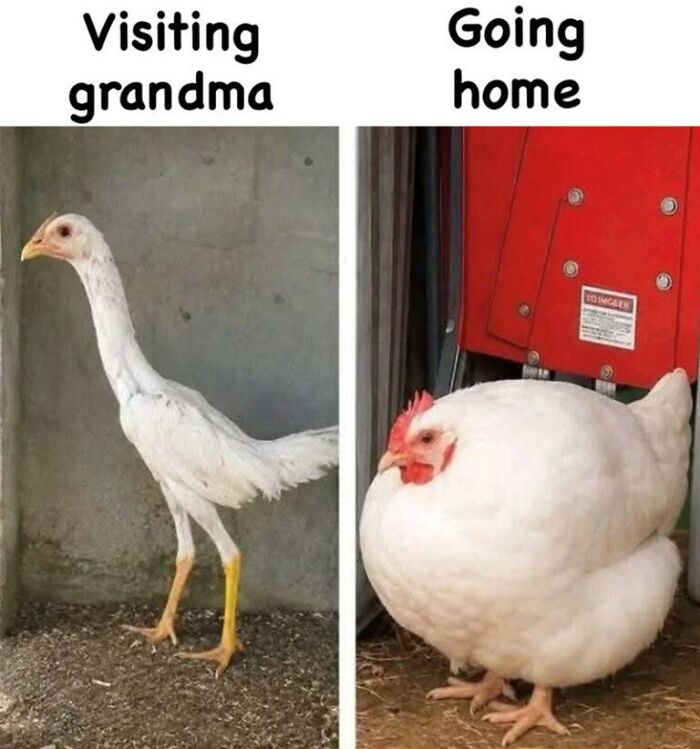 97 Animal Memes To Make Your Day Way Brighter And Better 97 Animal Memes To Make Your Day Way Brighter And Better