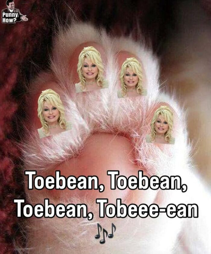 97 Animal Memes To Make Your Day Way Brighter And Better 97 Animal Memes To Make Your Day Way Brighter And Better