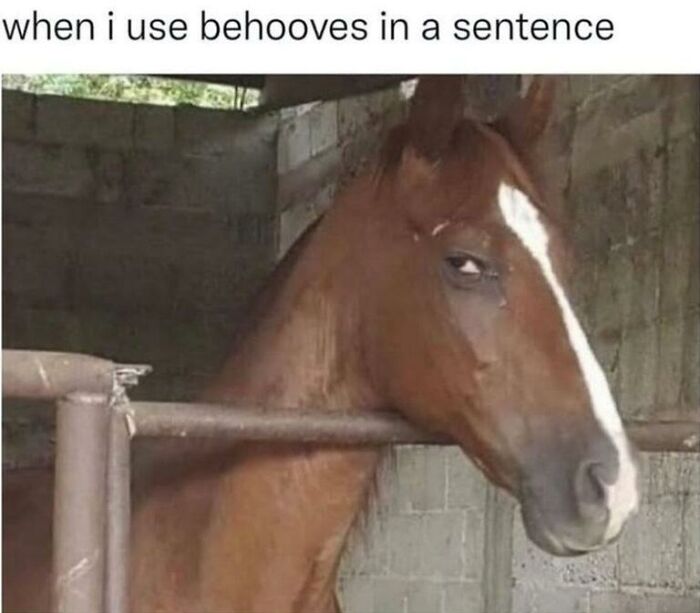 97 Animal Memes To Make Your Day Way Brighter And Better 97 Animal Memes To Make Your Day Way Brighter And Better